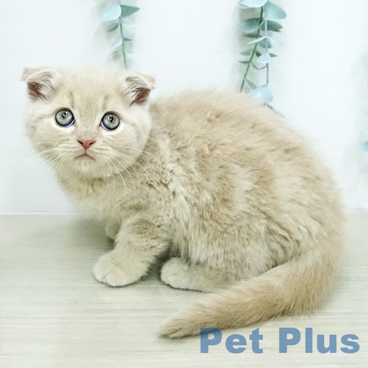 スコティッシュフォールドの写真2