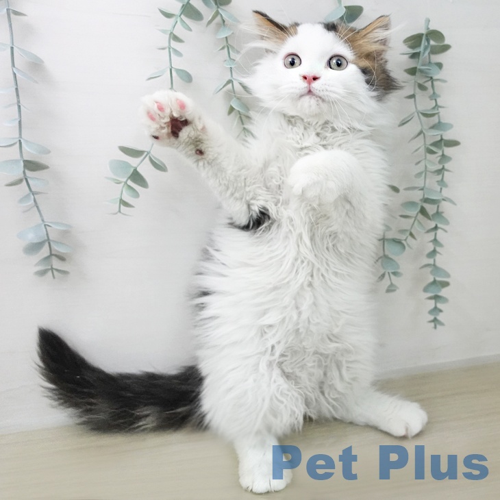 スコティッシュフォールド