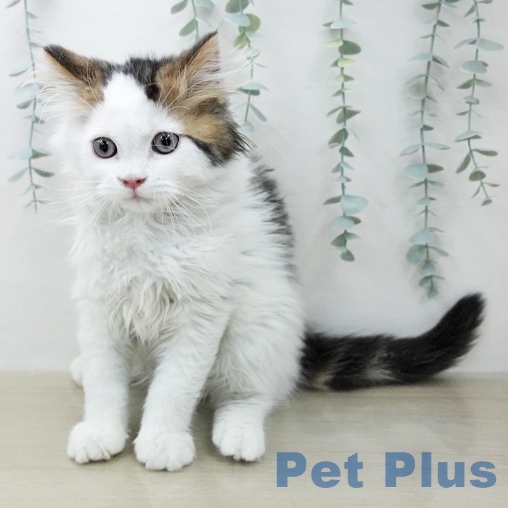 スコティッシュフォールドの写真2