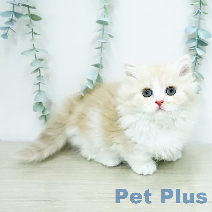 マンチカンの写真2