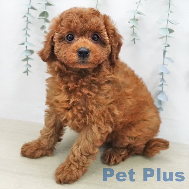 トイ・プードル