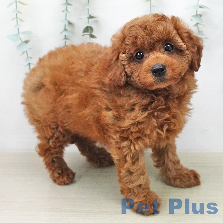 トイ・プードルの写真2