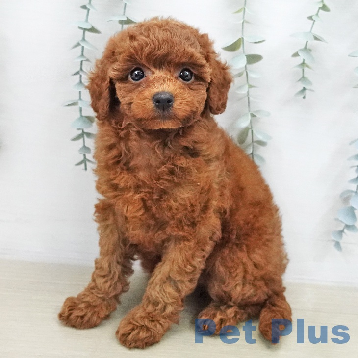 トイ・プードル