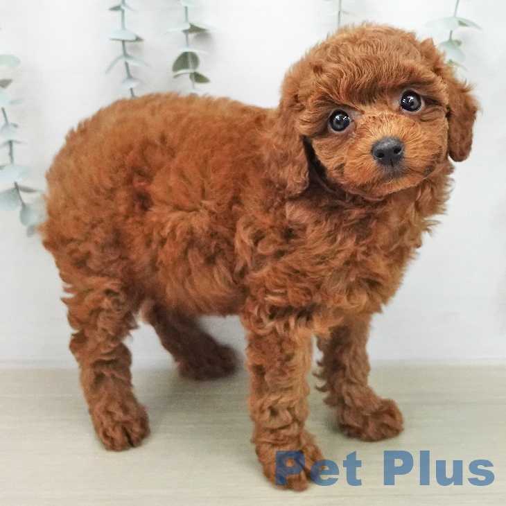 トイ・プードル