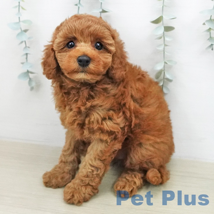 トイ・プードル