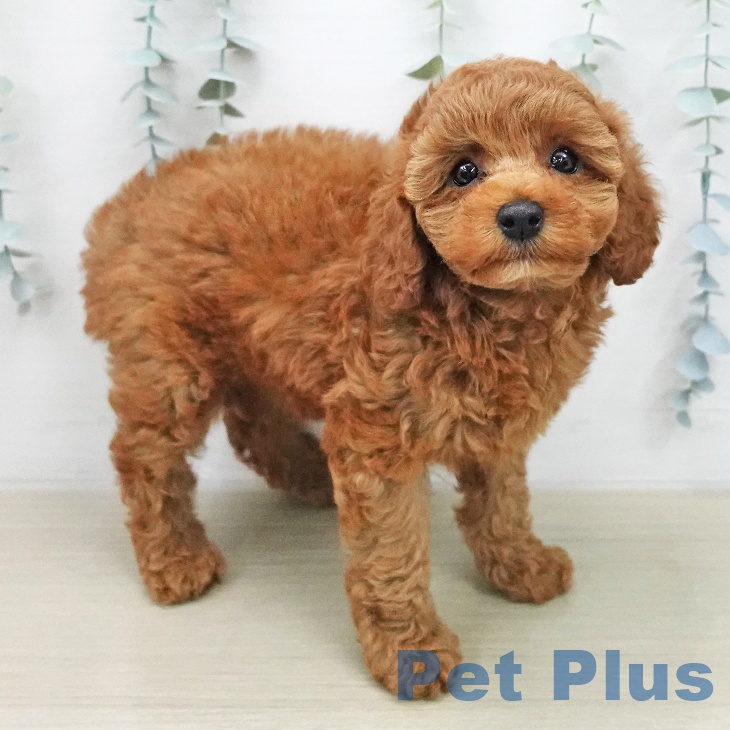 トイ・プードルの写真2