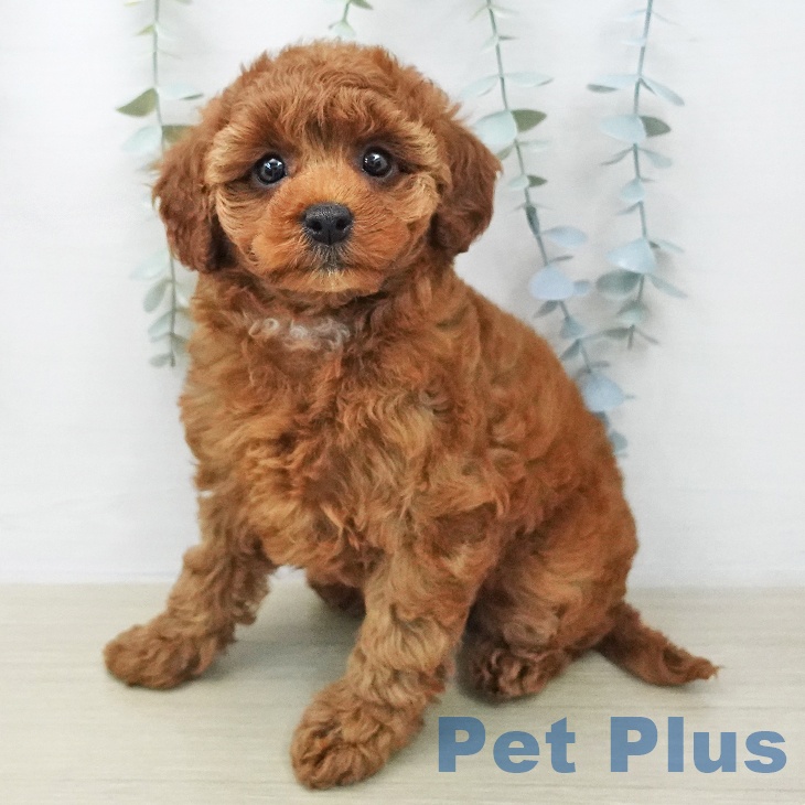 トイ・プードル