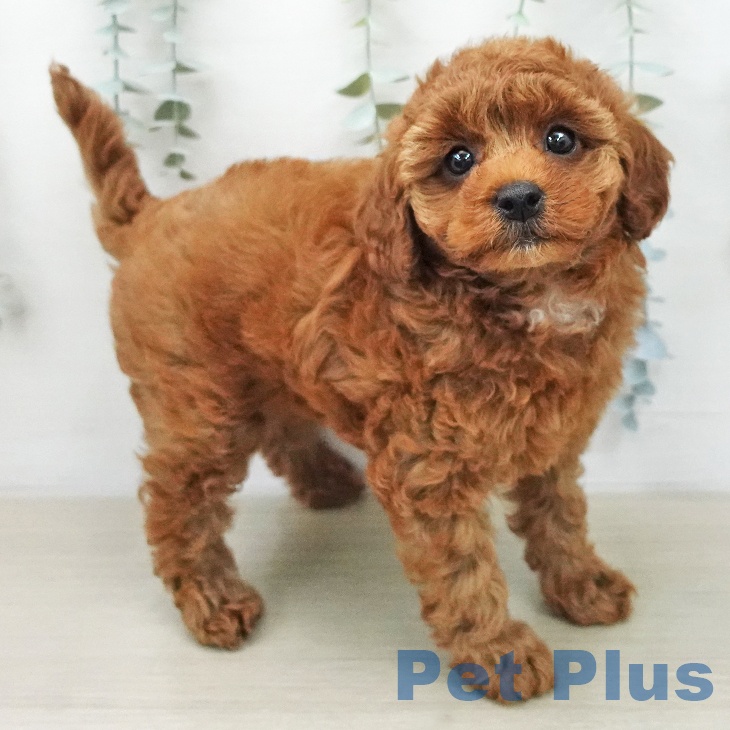 トイ・プードルの写真2