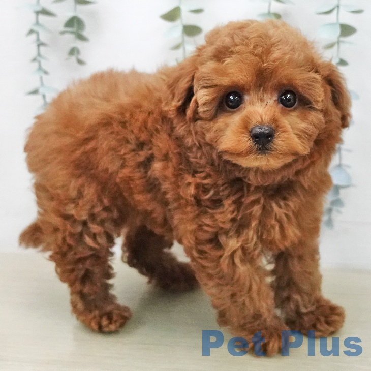 トイ・プードル