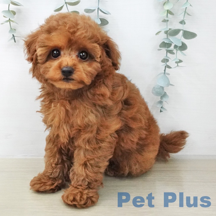 トイ・プードルの写真2