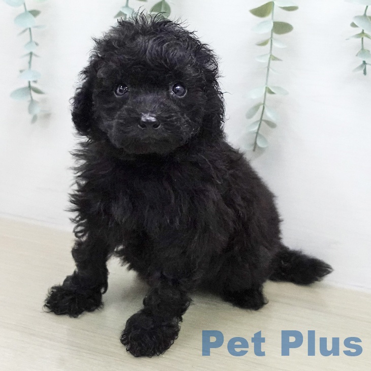 トイ・プードル