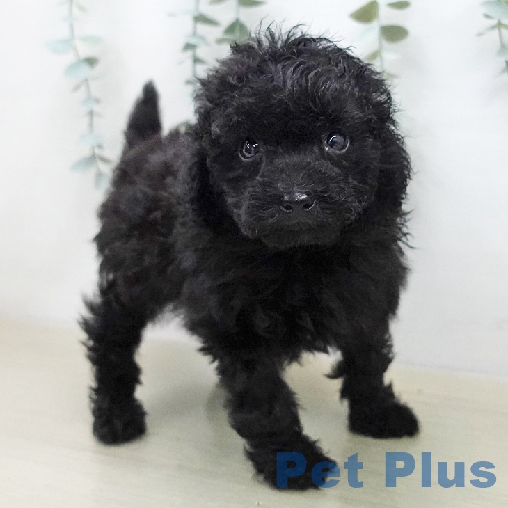 トイ・プードルの写真2