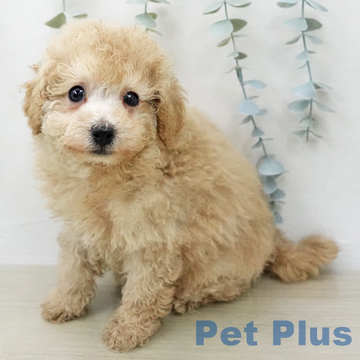 トイ・プードル