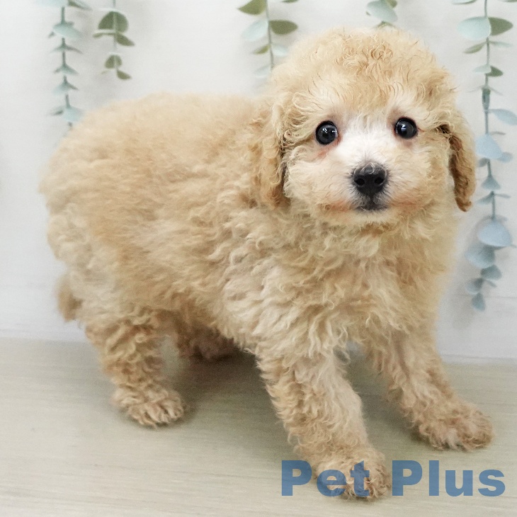 トイ・プードル