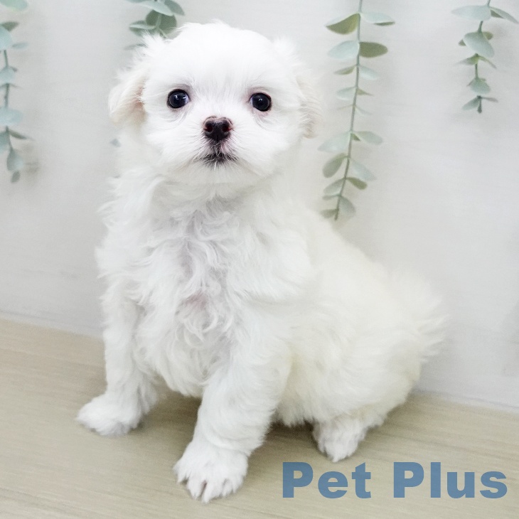 マルチーズの写真2