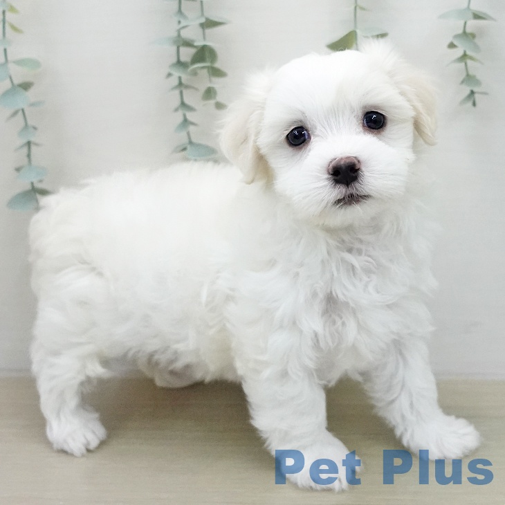 マルチーズの写真2