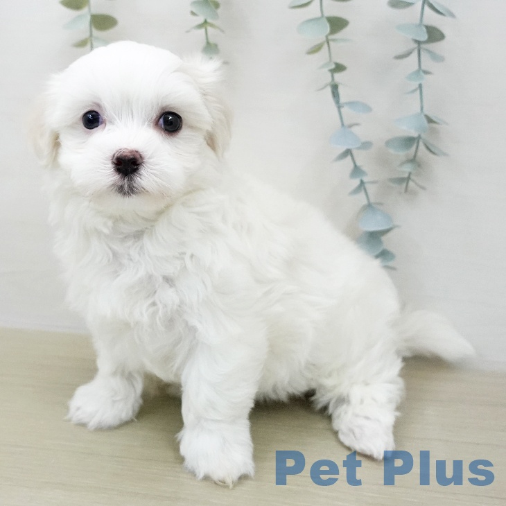 マルチーズの写真2