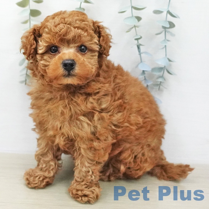 トイ・プードル