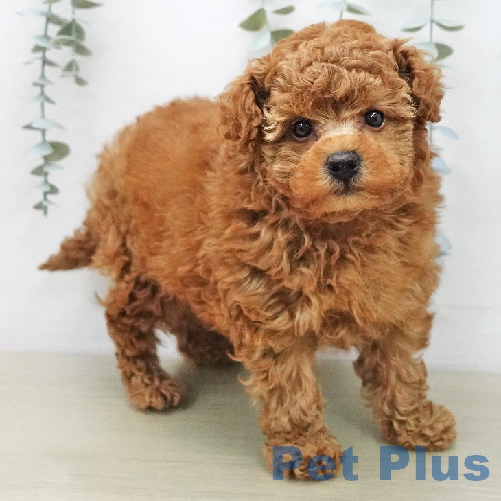 トイ・プードルの写真2