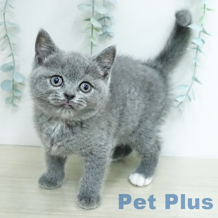 ブリティッシュショートヘア