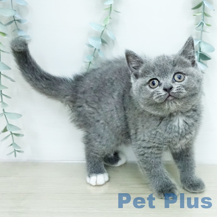 ブリティッシュショートヘア