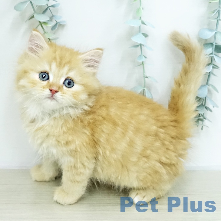 サイベリアンの写真2