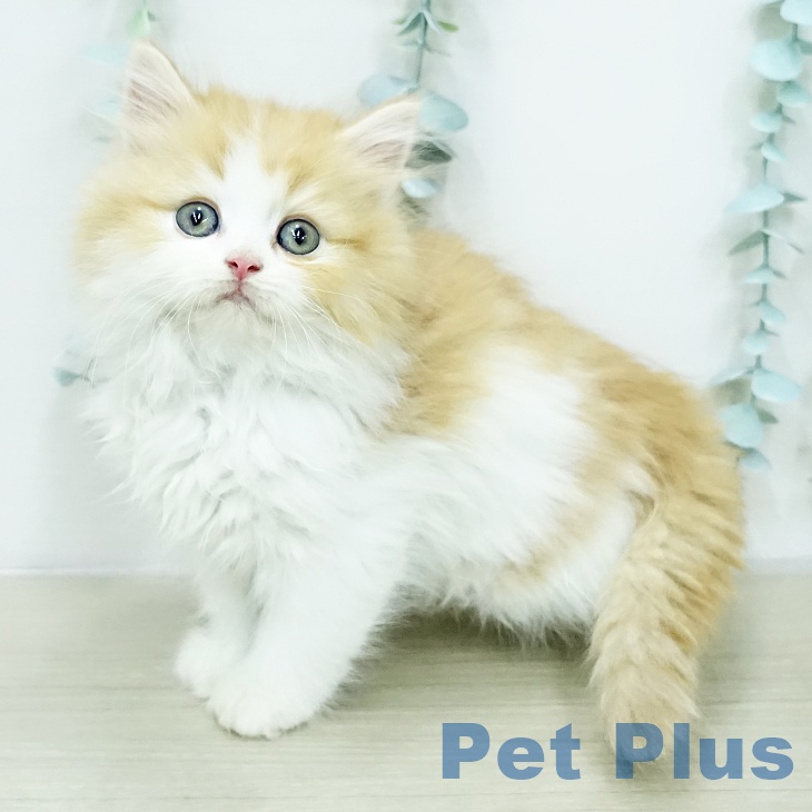 サイベリアンの写真2