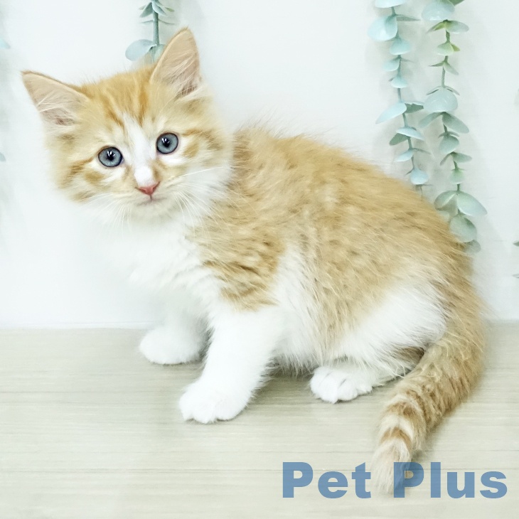 サイベリアンの写真2