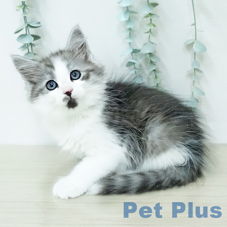 サイベリアンの写真2