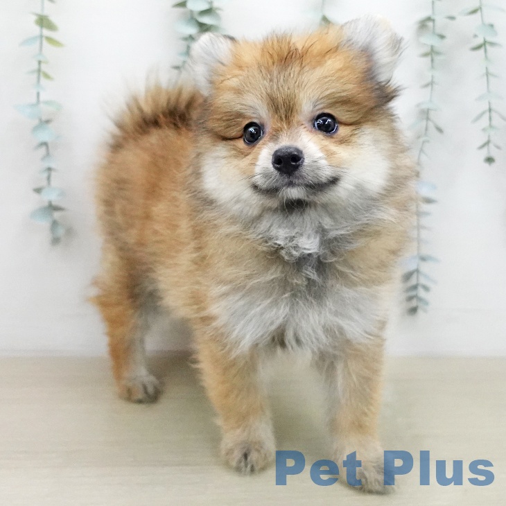 ポメラニアンの写真2