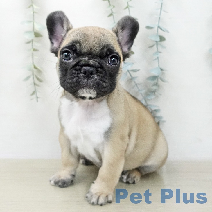 フレンチ・ブルドッグ