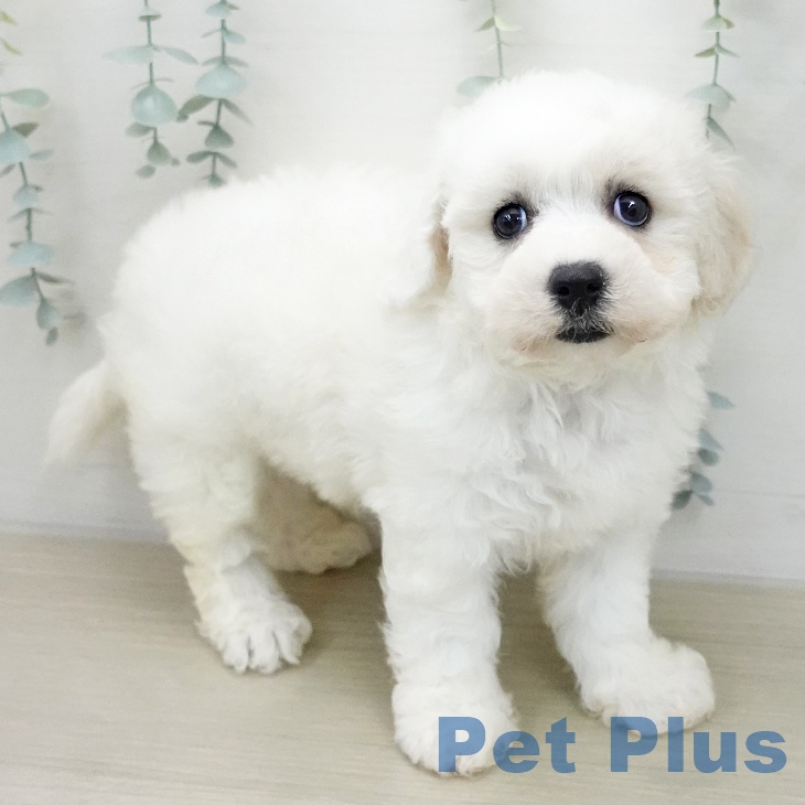 ビション・フリーゼ