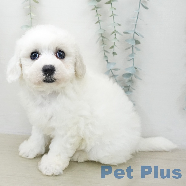 ビション・フリーゼの写真2