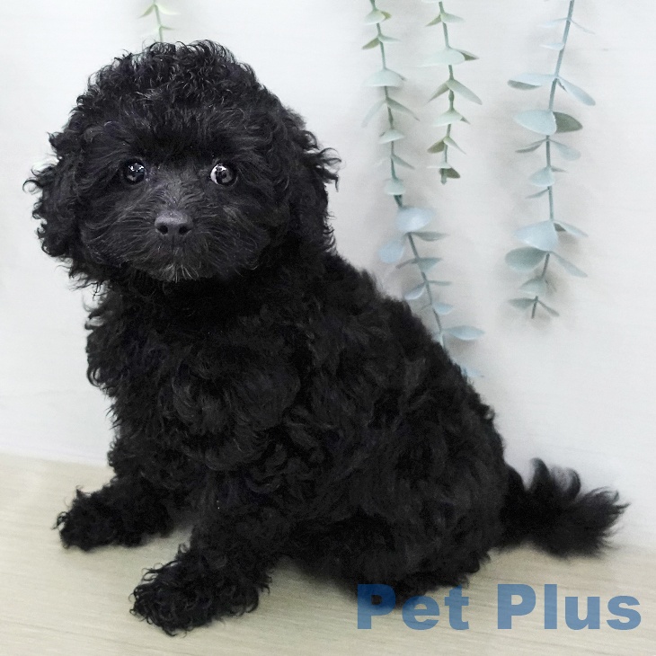 トイ・プードル