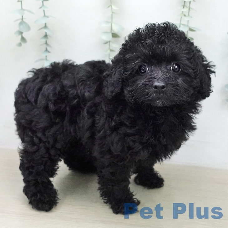 トイ・プードルの写真2