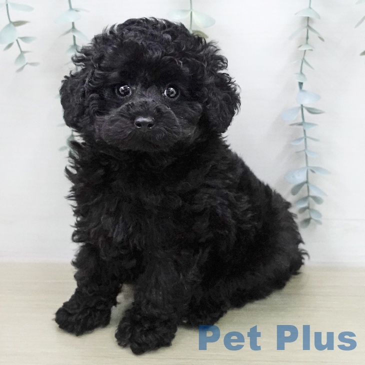 トイ・プードル