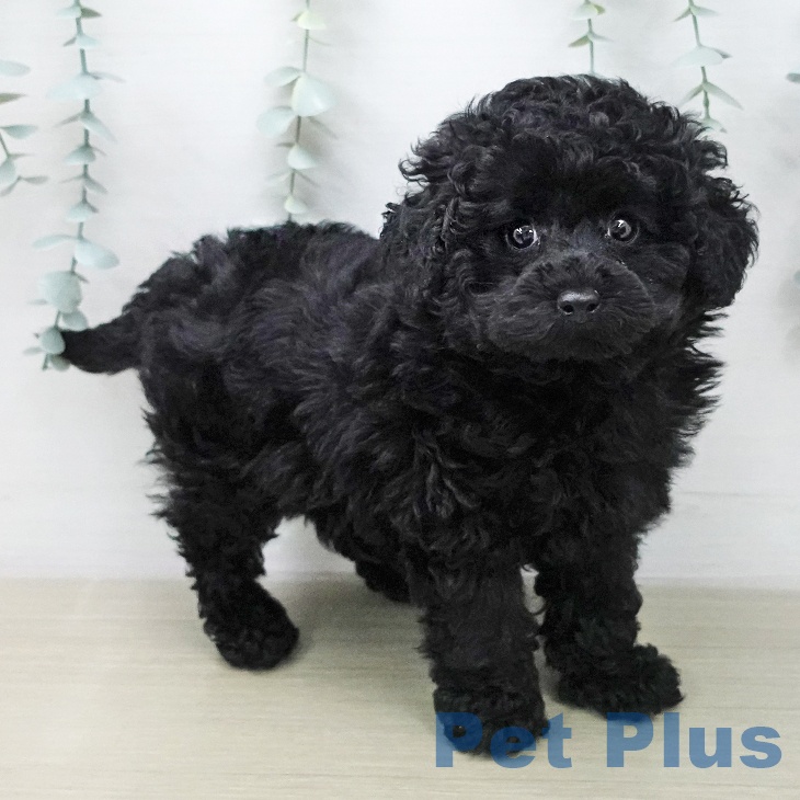 トイ・プードル