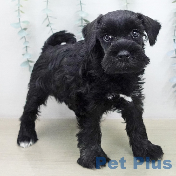 ミニチュア・シュナウザーの写真2