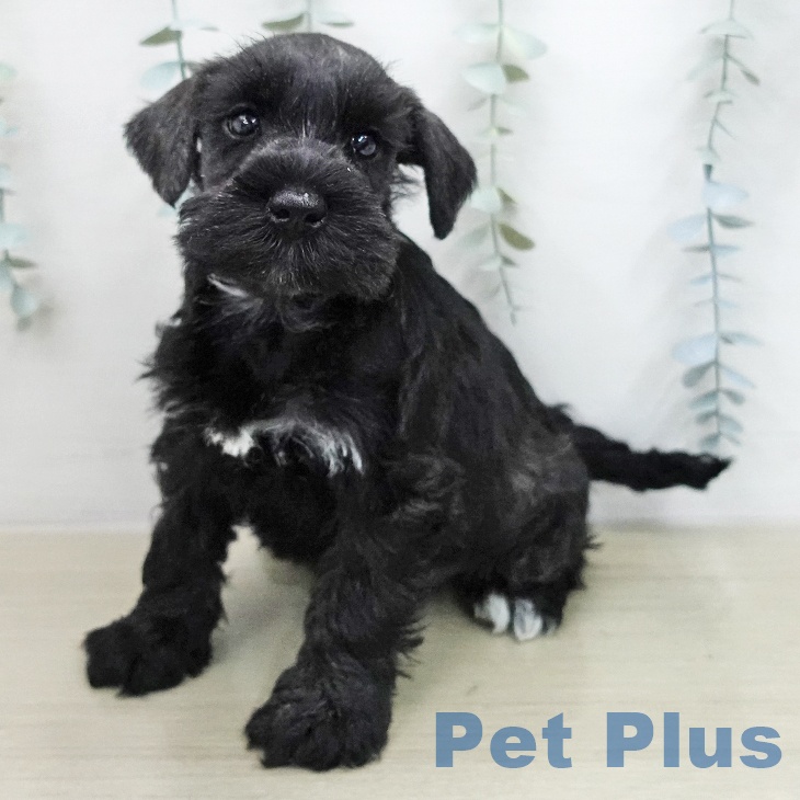 ミニチュア・シュナウザー