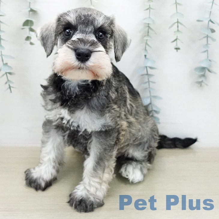 ミニチュア・シュナウザー