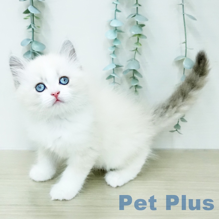 ネヴァマスカレード