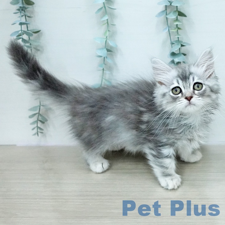 ミヌエットの写真2