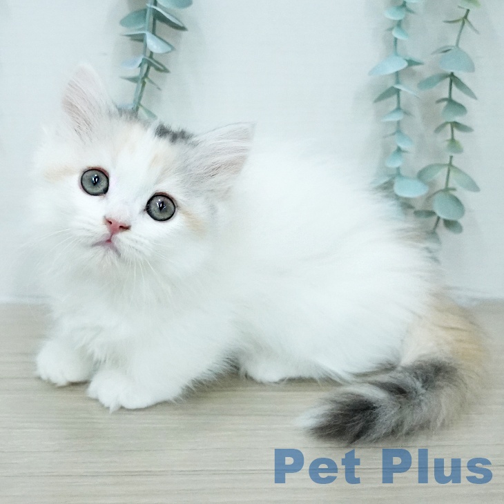 ミヌエットの写真2