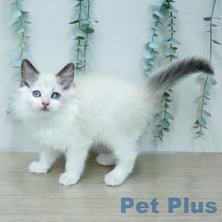 ラグドールの写真2