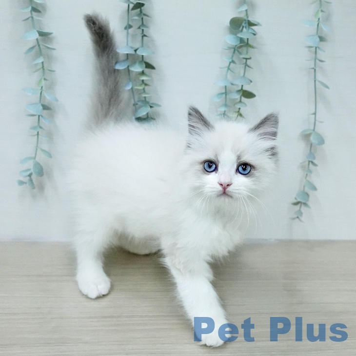 ラグドールの写真2