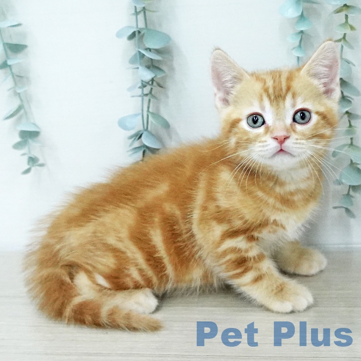 アメリカンショートヘア