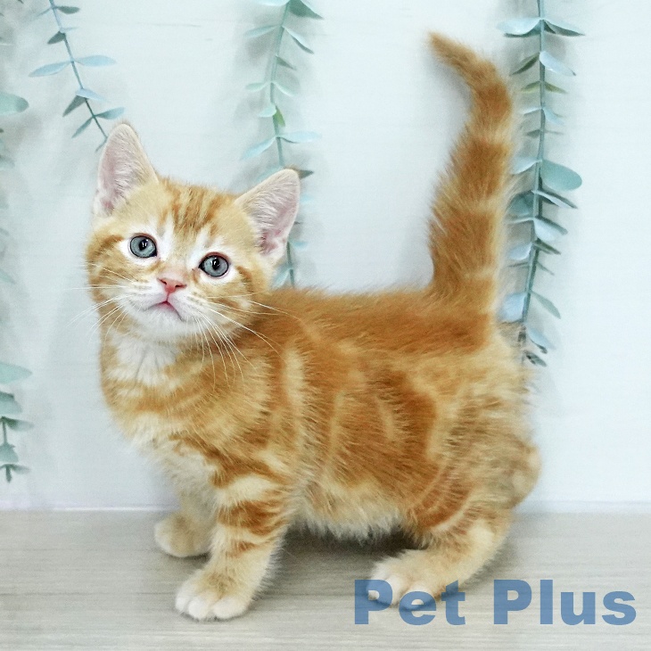 アメリカンショートヘアの写真2