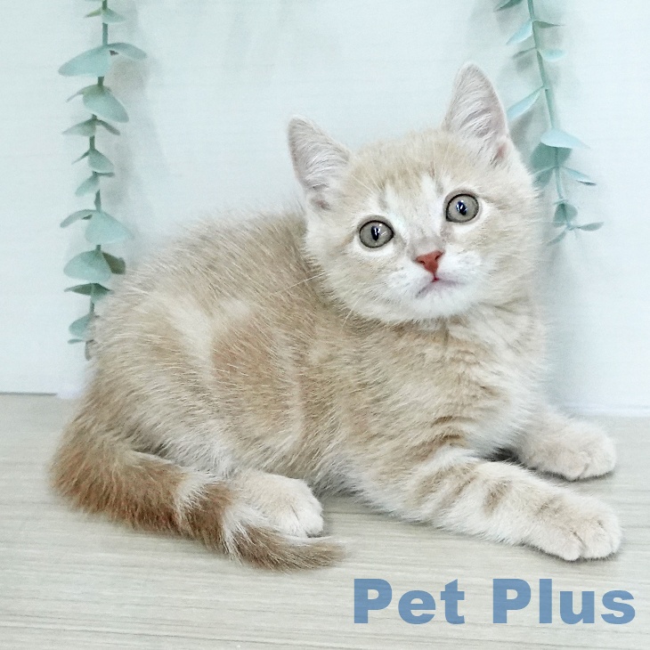 アメリカンショートヘア