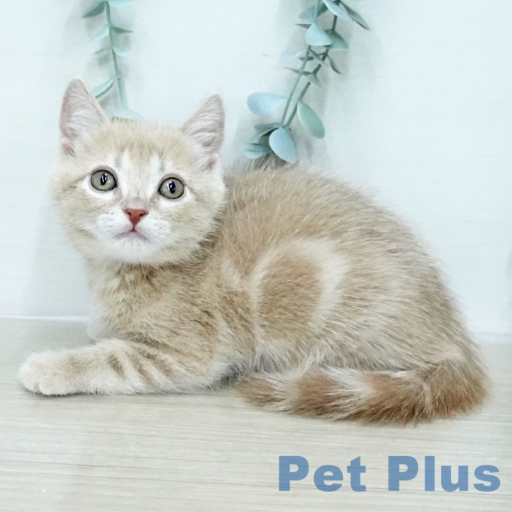 アメリカンショートヘアの写真2