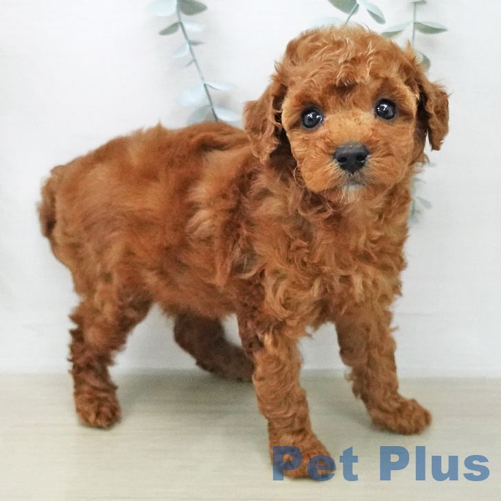 トイ・プードル